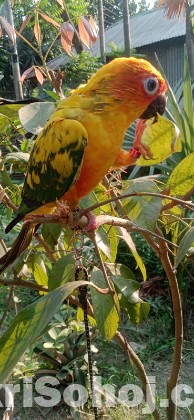 Sunkonur 6 Month Yellow dominant Very Good Quality (Urgent )
